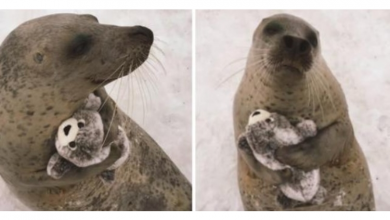 Photo of Seal Likes Cuddling His Stuffed Toy That Resembles His Twin