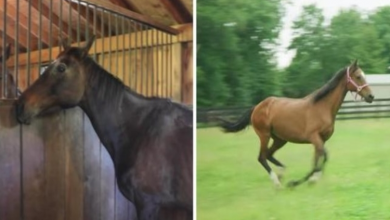Photo of Rescued Horses Experience The Pleasure Of Running In Open Field