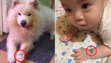 Photo of Dog Mom Discovers That Her Baby Has The Same Birthmark As Her Late Dog