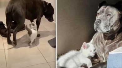 Photo of Pit Bull Sc4r3d of Kitten At First, Now Considers Him His Best Friend