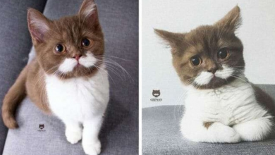 Photo of Meet Gringo, the cat who has mustached his way into people’s hearts