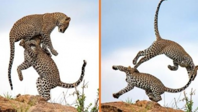Photo of Extraordinary Photos Capture Two Leopard Brothers Play Fighting In Kenya