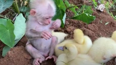 Photo of Adorable footage shows baby monkey caring for baby ducks like they’re his family