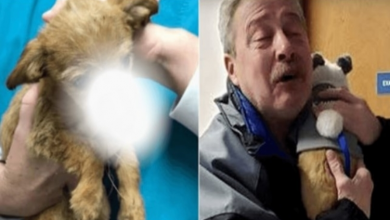 Photo of Anonymous Man Saves Battered Puppy, Finally Comes Forward To Collect His “Reward”