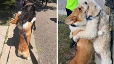Photo of On His Walks, the Loving Corgi Gives Hugs to Every Dog He Sees