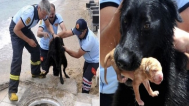 Photo of Firefighters Work With Mama Dog To Save Her Puppies From Drain Hole