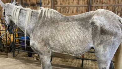 Photo of Six Emaciated Horses, One Barely Able To Stand, Rescued From Ohio Farm