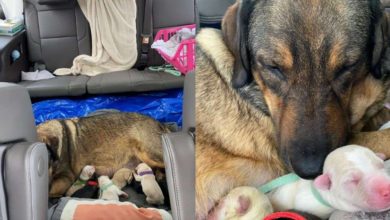 Photo of Texas Family Loses Power And Stays In Car For Hours While Dog Has Puppies