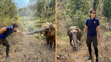 Photo of Moment A Wild Elephant Recognizes The Veterinarian Who Treated Him 12 Years Ago