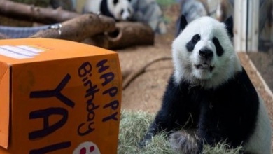 Photo of Only Set of Giant Panda Twins in U.S. Celebrate 5th Birthday at Zoo Atlanta