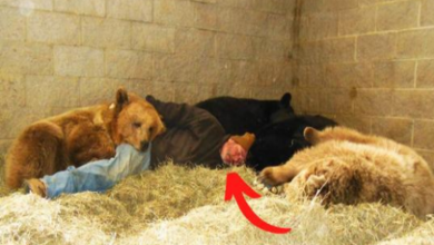 Photo of Concerned Wildlife keeper takes naps with four orphan bears to make them fall asleep
