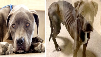 Photo of Owners Left Their Dog In The Backyard To Starve Until One Woman Saw His Photo