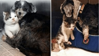 Photo of Ho.mele.ss Dog Finds A Stray Kitten On The Streets, Nurses Her & Saves Her Life