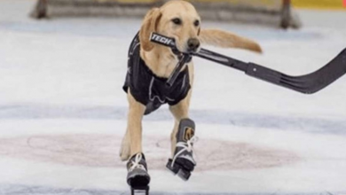 Photo of Dog On Death Row Gets Second Chance When Coach Makes Him World’s First Ice-Skating Dog
