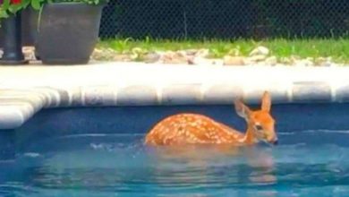 Photo of Baby Deer Swims In Family’s Pool And Thinks It’s Hers