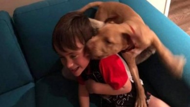 Photo of Little boy overcome with joy when puppy allegedly stolen from yard returns home