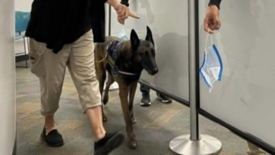 Photo of Detection Dogs Are Using Their Noses To Sniff Out Covid-19 at Miami Airport