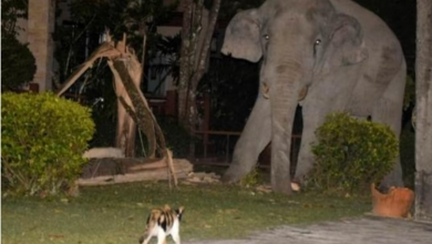 Photo of Tiny Cat Chases Away Four-Ton Elephant That Wandered In Its Garden