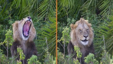 Photo of Photographer Is Surprised By A Frightening Roar From The Lion, Who Then Winks And Smiles At Him.