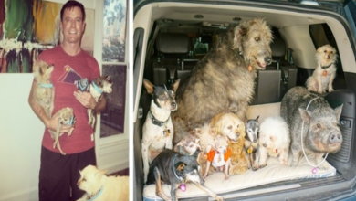 Photo of Man Devotes His Life To Adopting Old Dogs Who Can’t Find Forever Homes