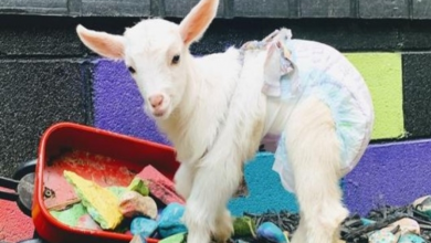 Photo of Baby Goat With Rare Condition Inspires North Carolina Community and Earns the Name Miracle
