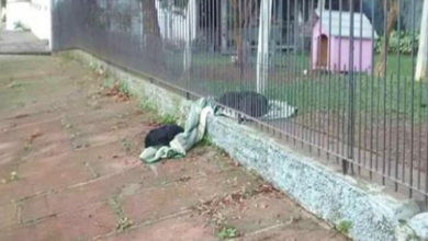 Photo of Former street dog shares her blanket to help another stray dog on a cold evening