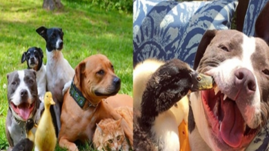 Photo of A Couple Rescued 2 Pit Bulls, 2 Terriers, 2 Ducklings And A Cat And They’re Now Inseparable