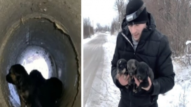 Photo of Brave Dog Abandoned In The Snow Asks Strangers To Rescue Her Puppies