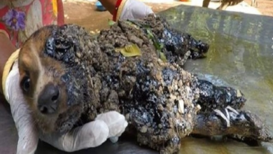 Photo of Frightened Babies Covered In Tar Were Suffocating And Could Only Move Their Eyes