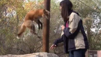 Photo of Rescued fox freaks out when caretaker offers him treats