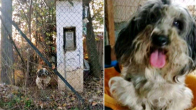 Photo of Chained Dog Forced To Eat Off The Ground Is Finally Given A Bed And Blanket