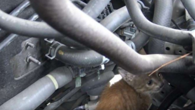 Photo of Poodle Keeps Barking At Car To Warn Owner About A Kitten Trapped Under The Engine
