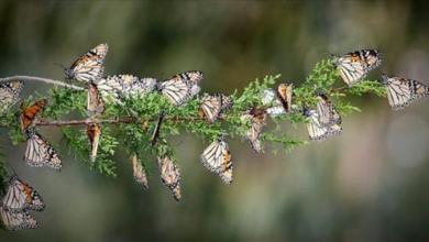 Photo of Listen As Millions Of Monarch Butterflies Make One Of The Rarest Sounds On Earth