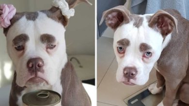 Photo of ‘Madame Eyebrows’ Is The Dog Who Always Looks Like She’s Not In The Mood