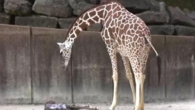 Photo of Mama Giraffe Watches For Any Signs Of Life In Her Exhausted Newborn Baby