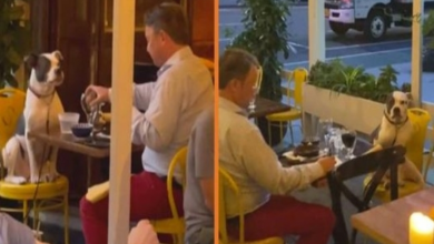 Photo of Diner Spots A Guy Out On The Most Adorable Date With His Dog
