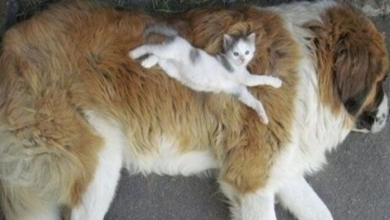 Photo of Cats Seem To Have No Problem In Using Dogs For Their Own Purposes