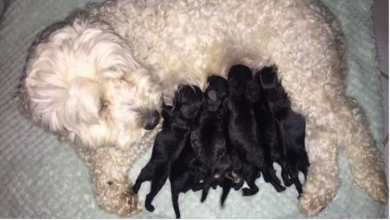 Photo of Owner Got Surprised When Her 2 White Dogs Deliver Black Puppies
