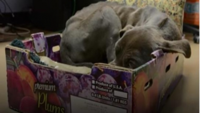 Photo of Scared, Abandoned Pittie Wouldn’t Leave The Cardboard Box He Was Found In