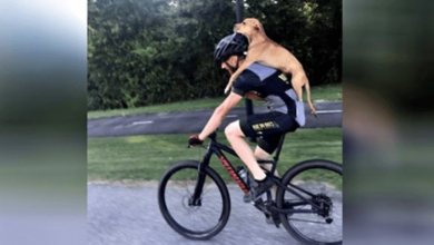 Photo of Cyclist Saves Dog With Broken Leg By Giving Him A Ride Into Town