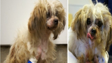 Photo of Abused Dog Who Tried To Run Away But Always Ended Up Back Home Finally Gets A Fresh Start