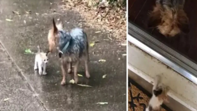 Photo of Dog Goes Out To Potty, Comes Back With A Kitten She Rescued
