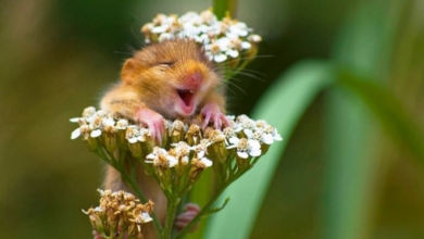 Photo of Adorable Laughing Dormouse Captured By Wildlife Photographer