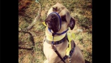 Photo of Proceed with caution: Yellow Dog Project lets dogs and people interact safely
