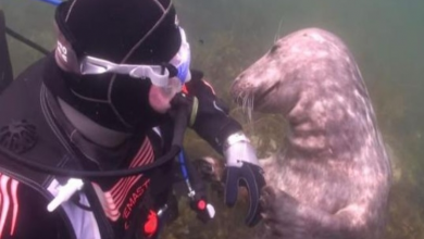 Photo of Seal Asks Diver For Belly Rub And Responds Just Like A Puppy
