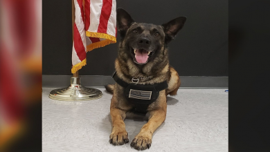 Photo of Police dog finds missing 3-year-old boy in under 10 minutes