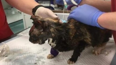 Photo of A Family Cat Is Fighting for Its Life After a Horrifying Acid Attack!