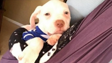 Photo of The Only Pup Left Wouldn’t Stop Crying And Foster Mom’s Heartbeat Is His Only Comfort