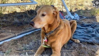 Photo of Dog Finally Reunited With Family After Surviving Plane Crash And Three Days Alone In Arizona Wilderness