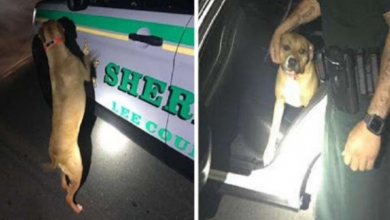 Photo of Policemen find dog at car door begging for help